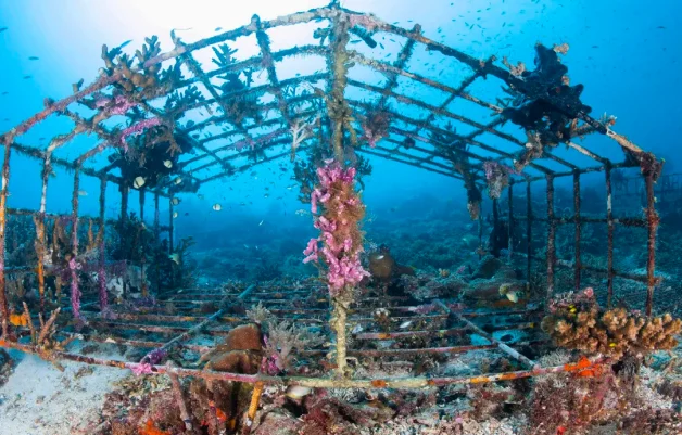 Stunning Coral Reefs